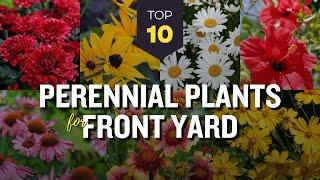 10 Best Perennial Plants for Front Yard Garden ️ Beautiful Flowers! 