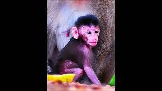 Adorable wild baby monkey very active  #wildnessmonkey