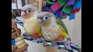 Video #6 -- Jelly Bean and Little Sister Pineapple Green Cheek Conure Babies