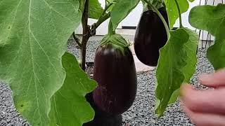 How to harvest eggplants, harvesting Black Beauty Eggplants started from seed: MattMagnusson.com