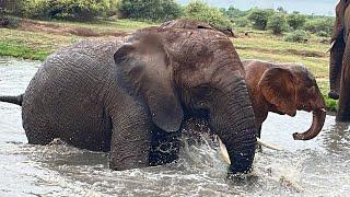 Happy Splashing Elephants, Khanyisa, Bubi, Klaserie & the Herd! 