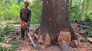 Excellent ‼️ Mahogany tree 100 feet high