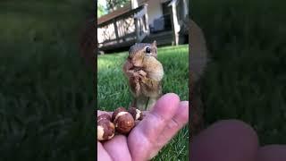 Its the great Dinky coming to fill the cheeks #animals #chipmunks #dinky #tiktok #shorts #fyp