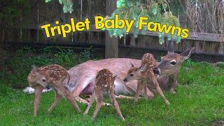 Whitetail Deer Triplet Baby Fawn Birth (4K)