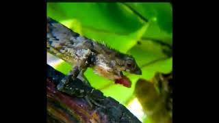 a video you must watch.praying mantis vs Lizard fights