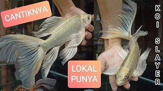 Lokal Rasa Import, Koi Slayer / Kumpay, Butterfly Koi Fish | @kinaichannel3520