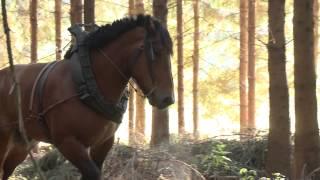 Mathieu LOUIS, débardeur au cheval en Province de Luxembourg Belgique