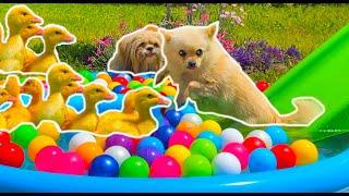 Ducklings in the pool with a dogs and colorful balls