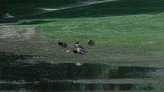 Golf courses go with flow to deal with flooding