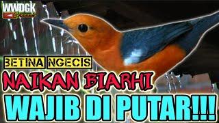 ANIS MERAH BETINA NGECIS‼️ COCOK UNTUK NAIKAN BIRAHI BURUNG YANG MENTOK DI NGRIWIK SAJA