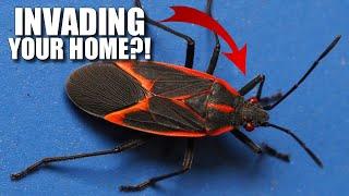 Boxelder Bug Facts: the MAPLE BUG  Animal Fact Files