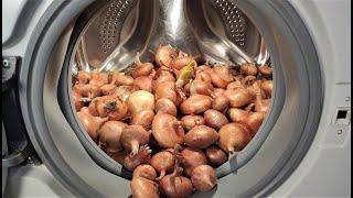 Experiment - Onion - in a Washing Machine