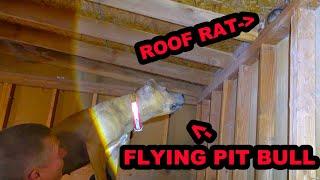 Flying Pit Bull and Tunneling Mink Vs Climbing Roof Rats!