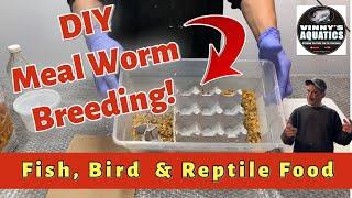 DIY Meal Worm Breeding For PET FOOD!