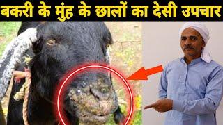 बकरियो के मुंह के छालों का उपचार | Treatment for goat mouth blisters | घरेलू इलाज Ep02