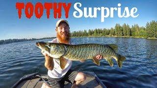 Catching Tiger Muskie while BASS fishing - Shaky Head Fishing