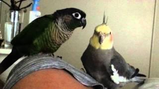 Conure and cockatiel preening