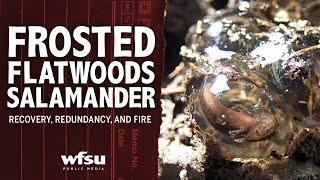 Frosted Flatwoods Salamanders: Recovery, Redundancy, and Fire