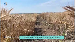 Stirile Kanal D - Dezastrul din camp scumpeste painea! | Editie de pranz