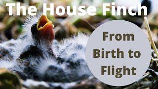 The House Finch-From Birth to Flight