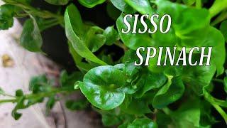 Pruning and Harvesting Sisso Spinach: At The Same Time