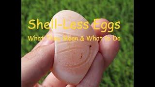 Shell-Less Eggs: What They Mean and What to Do