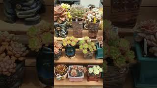 #다육이 이웃님 다육이들구경  #환희다육 #succulent #황가람 #나는반딧불