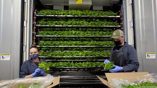 Farmer Partner Spotlight: Hydragreens Produce