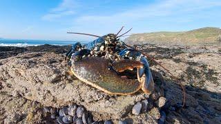 Coastal foraging. Searching for Winter Lobster. Catch and Cook Lobster Thermidor