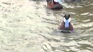 Ruddy ducks display