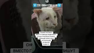 Реквизиты в шапке профиля, не будьте равнодушными… #животные #помощь #помощьживотным #приют #рек