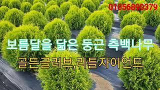 보름달을 닮은 둥근측백 나무. 골든글러브, 리틀자이언트.