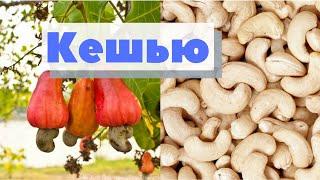 Кешью | Как это сделано | Cashew nut