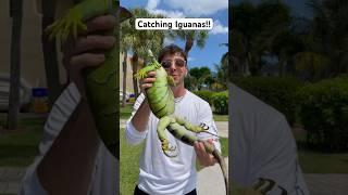 Catching invasive iguanas!!