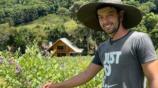 JOVEM DE CORAGEM - NA LIDA DA ROÇA CULTIVANDO MIRTILO