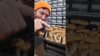 Growing Mushrooms in a 'Boomr Bin' | Monotub Cultivation