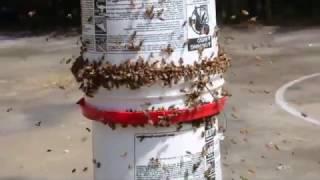 DIY Bee Yard Feeder with Gene Rene'