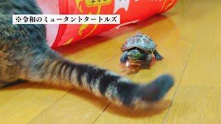 スケボー亀の軍曹、猫を追いかけて走り回る！【Skateboard turtle sergeant runs around chasing a cat!】