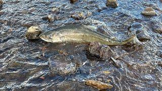 Watch as salmon return to the Klamath Basin after hydroelectric dam removal