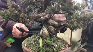 During apprenticeship of Andrei Bessonov/Pruning and wiring by Masahiko Kimura Part 2