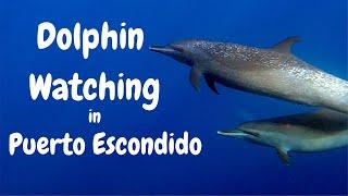 Dolphin Watching in Puerto Escondido Oaxaca | Mexico | Ep. 146 | Ada the Traveler