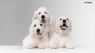 White Golden Retrievers Cute Photos collection by PetWah