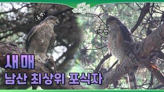 [공원탐험 생물의 세계] 제 42화 남산의 최상위 포식자 새매 드디어 등장!