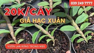 20K CHO GIẢ HẠC XUÂN tại VƯỜN LAN RỪNG TRỌNG 039 249 7777 || PHONG LAN RỪNG