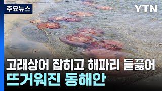 고래상어 잡히고 해파리 들끓어...뜨거워진 동해안 / YTN