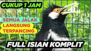 Suara Masteran Jalak Suren Untuk Pancingan Jalak Suren Muda Dijamin Pasti Cepat Nyaut Full Isian