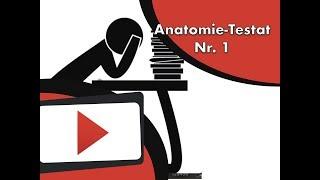 Anatomie Testat Nr 1 www.clipdocs.de