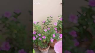 #flowers #2025#periwinkle  #trending #viralvideo #trendingshorts #viralshorts #foryou