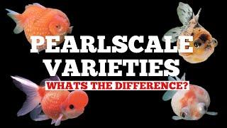 PEARLSCALE GOLDFISH - Varieties explained! AWARD WINNING BREEDER!