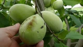 PawPaws - Maria's Joy - Meet the Cultivar Series - 02- Asimina triloba